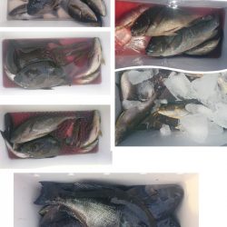 しば渡船 釣果