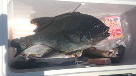 しば渡船 釣果