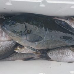 しば渡船 釣果