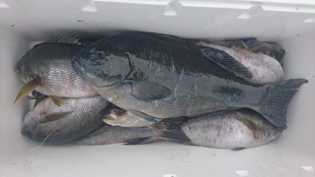 しば渡船 釣果