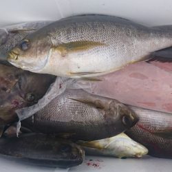 しば渡船 釣果