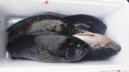 しば渡船 釣果