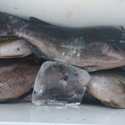 しば渡船 釣果