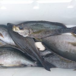 しば渡船 釣果