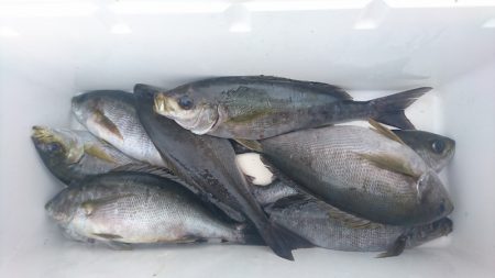 しば渡船 釣果