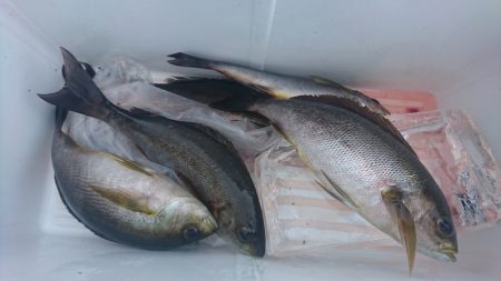 しば渡船 釣果