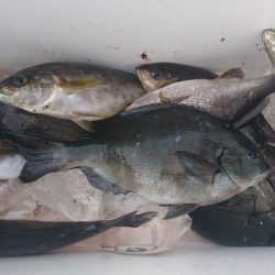 しば渡船 釣果