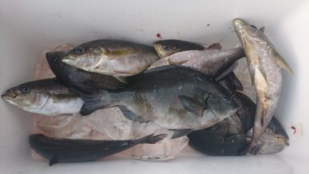 しば渡船 釣果