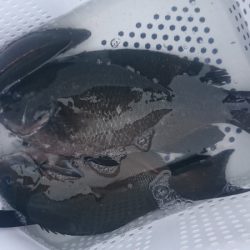 しば渡船 釣果