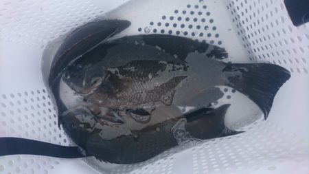 しば渡船 釣果