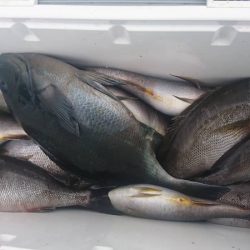 しば渡船 釣果