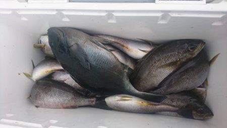 しば渡船 釣果