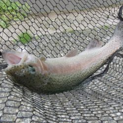 平谷湖フィッシングスポット 釣果