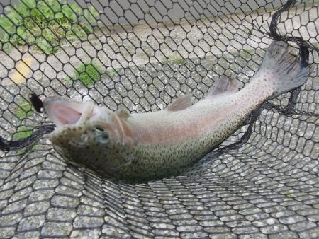 平谷湖フィッシングスポット 釣果