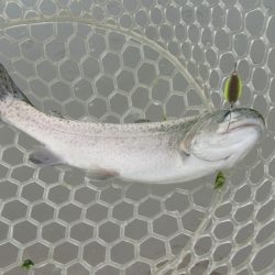 平谷湖フィッシングスポット 釣果