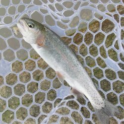 平谷湖フィッシングスポット 釣果