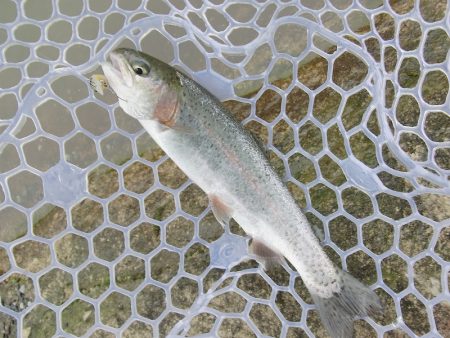 平谷湖フィッシングスポット 釣果