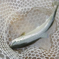 平谷湖フィッシングスポット 釣果