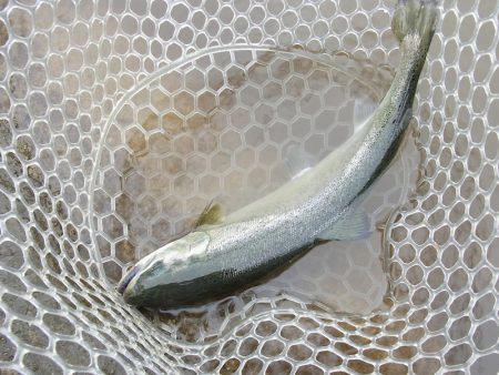 平谷湖フィッシングスポット 釣果