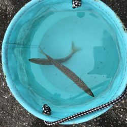 癒やしなガッシー3rd