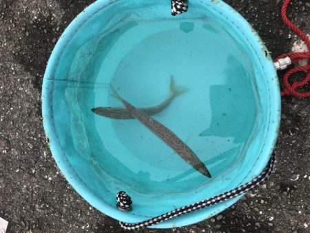 癒やしなガッシー3rd