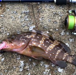 キジハタのお話