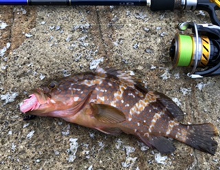 キジハタのお話