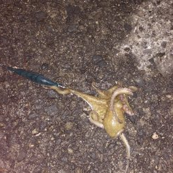 満月、大潮のはずが…