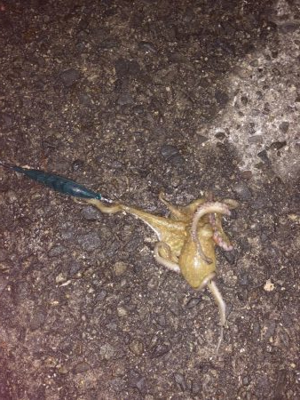 満月、大潮のはずが…