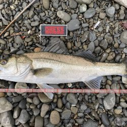 朝マズメ　シーバス