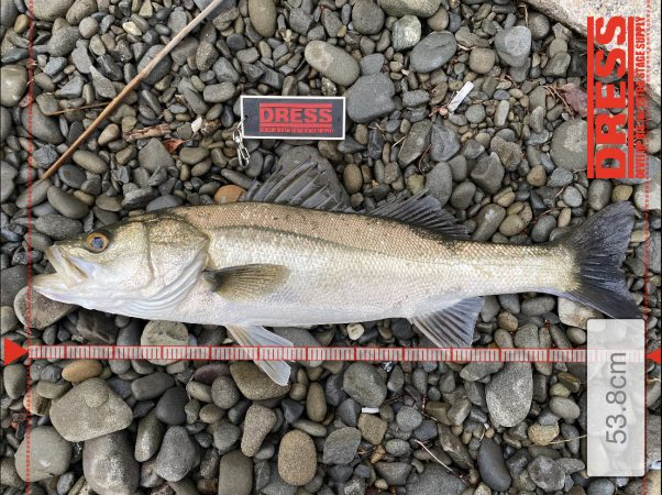 朝マズメ　シーバス