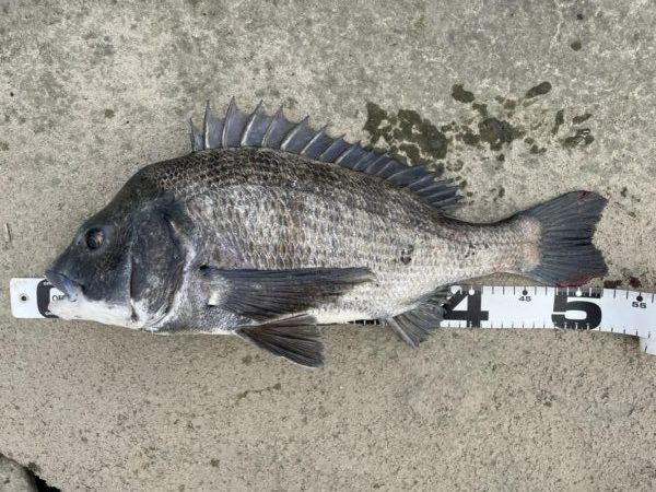 イチノ兄弟、釣果！