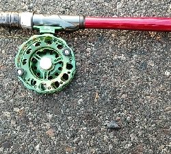 隔週でクロダイのはずが