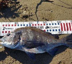 早朝シーバス狙い