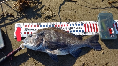 早朝シーバス狙い