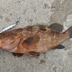 キジハタ、アジ、サバ