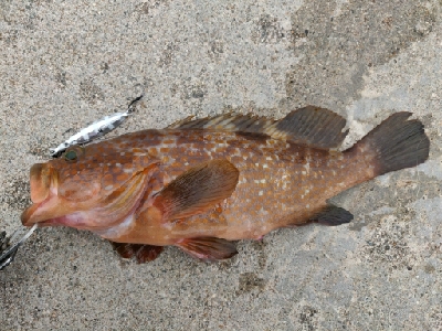 キジハタ、アジ、サバ