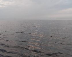 アジをさがして