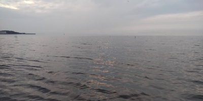 アジをさがして