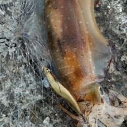 夕マズメにエギング