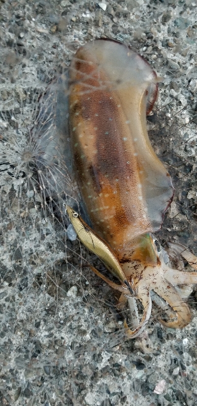 夕マズメにエギング