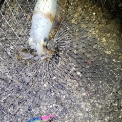 春エギング　数釣り