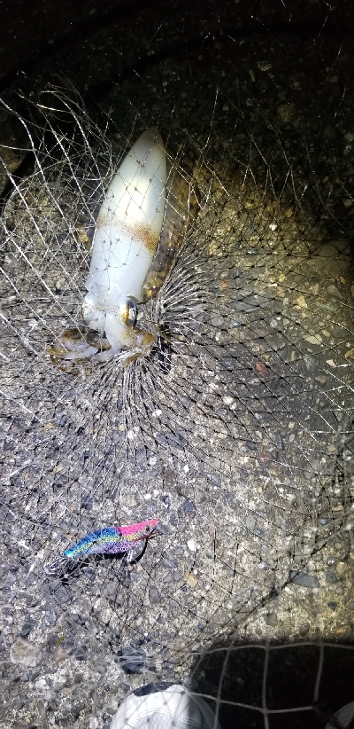 春エギング　数釣り