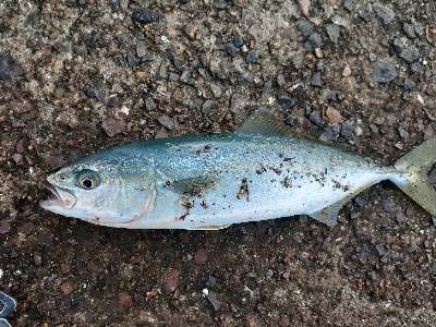 ブリの赤ちゃん