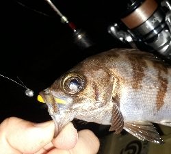 久しぶりに泉南