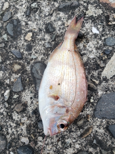 川久横でミニサイズ