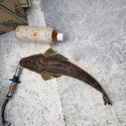 明石でタイラバ