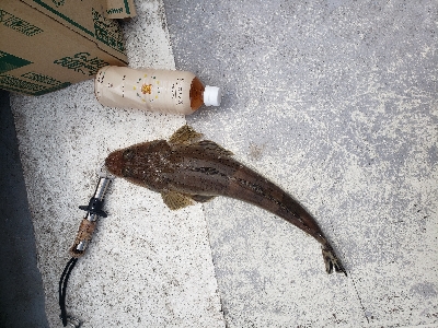 明石でタイラバ