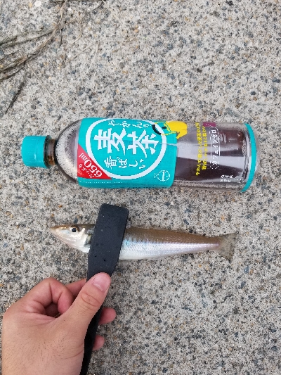 アジングワームでちょい投げキス