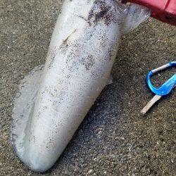 エギング　釣れたよ